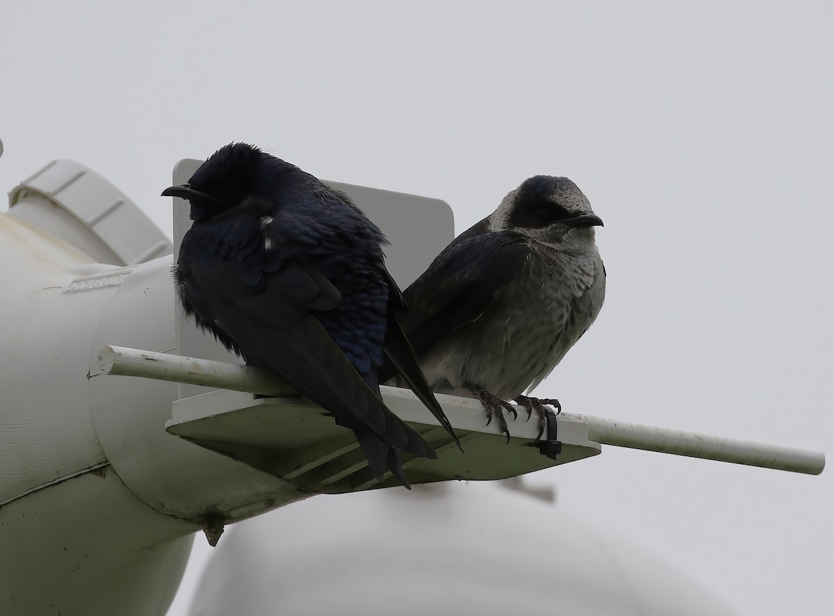 Purple Martin - Evan Pannkuk