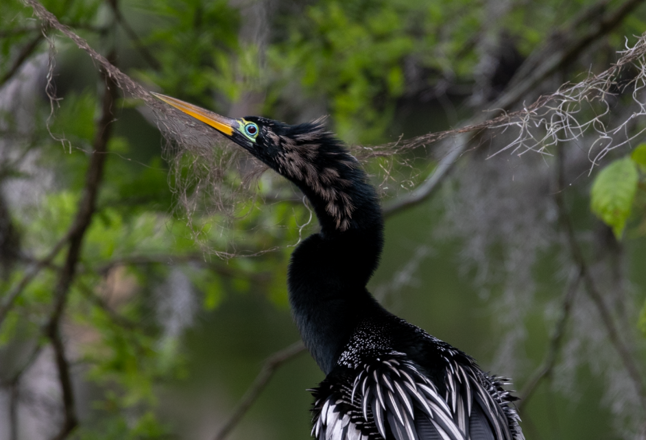 Anhinga - Lucas Pittman