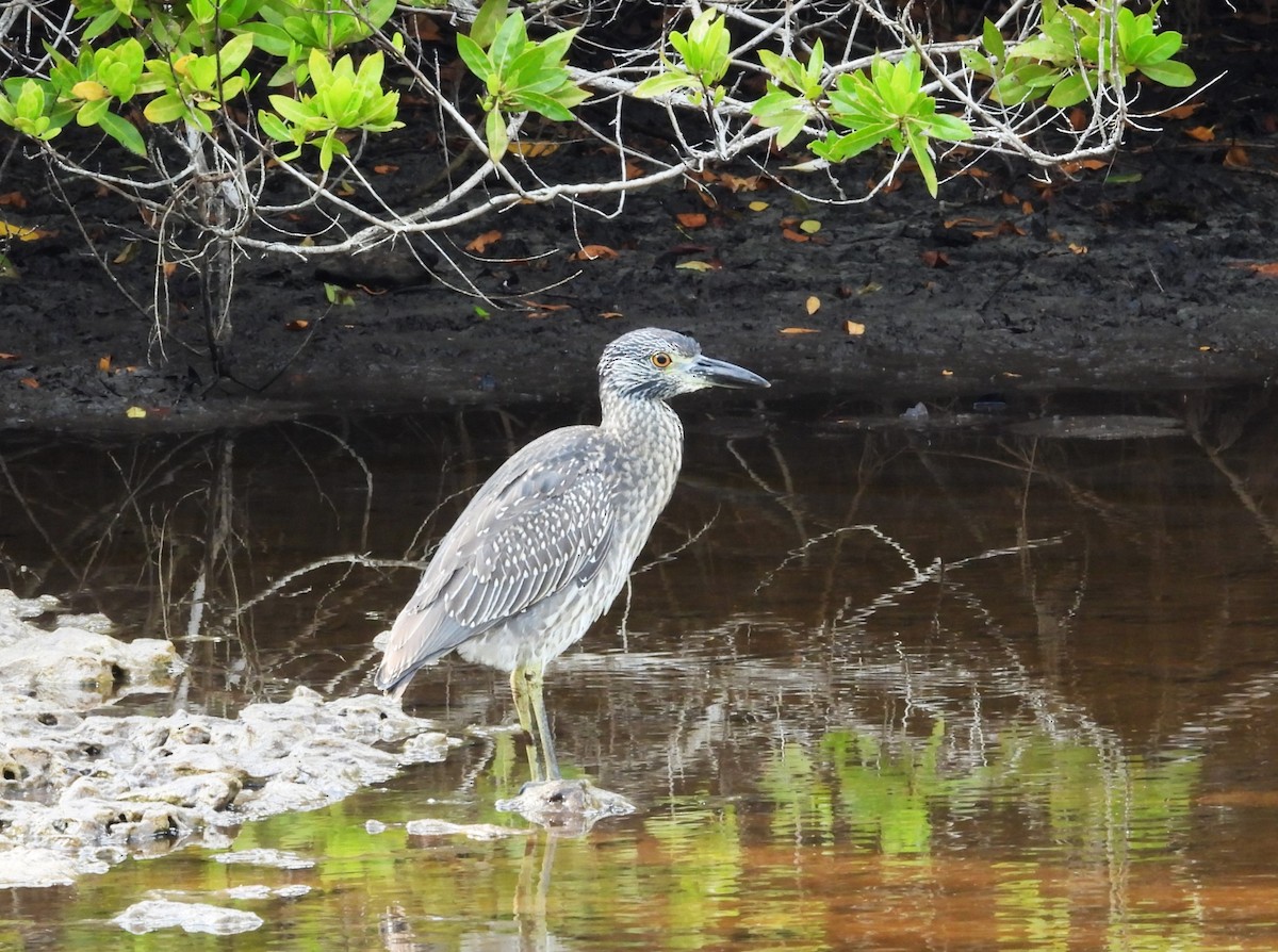 Yellow-crowned Night Heron - ML617724934