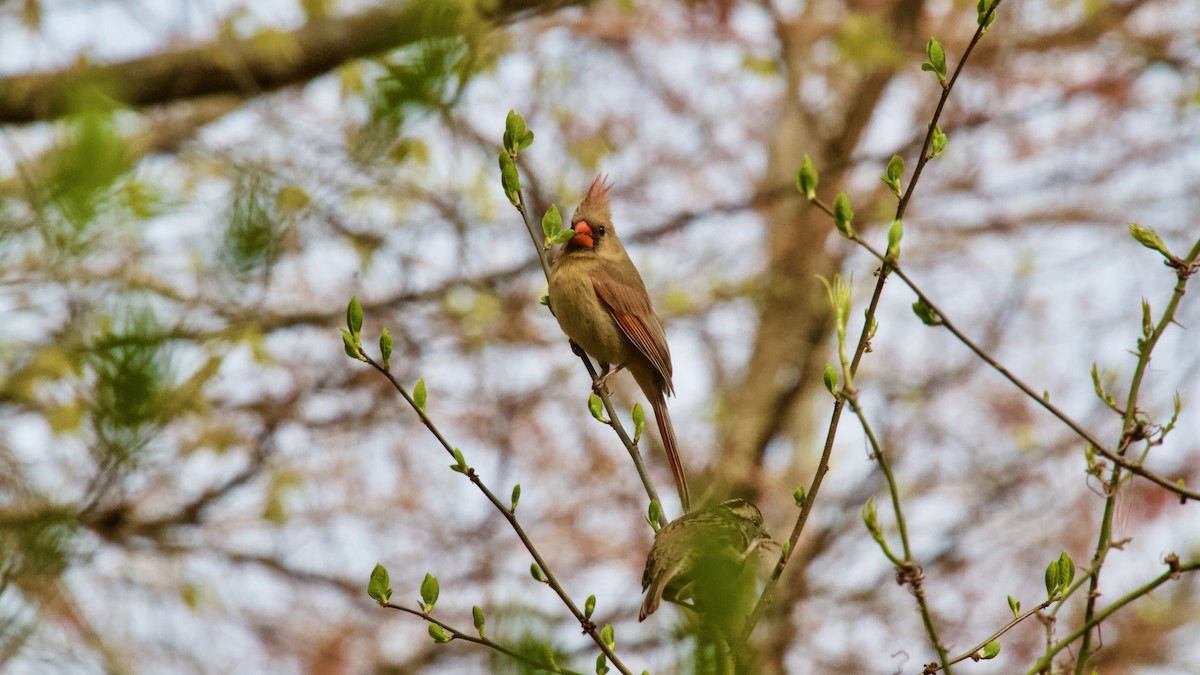 Northern Cardinal - ML617724935