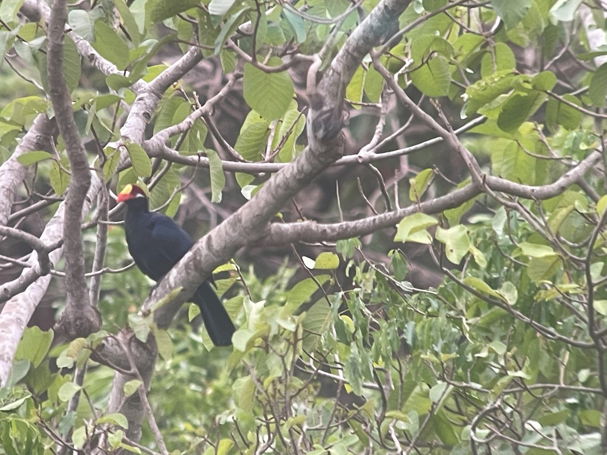 Turaco Violáceo - ML617724943