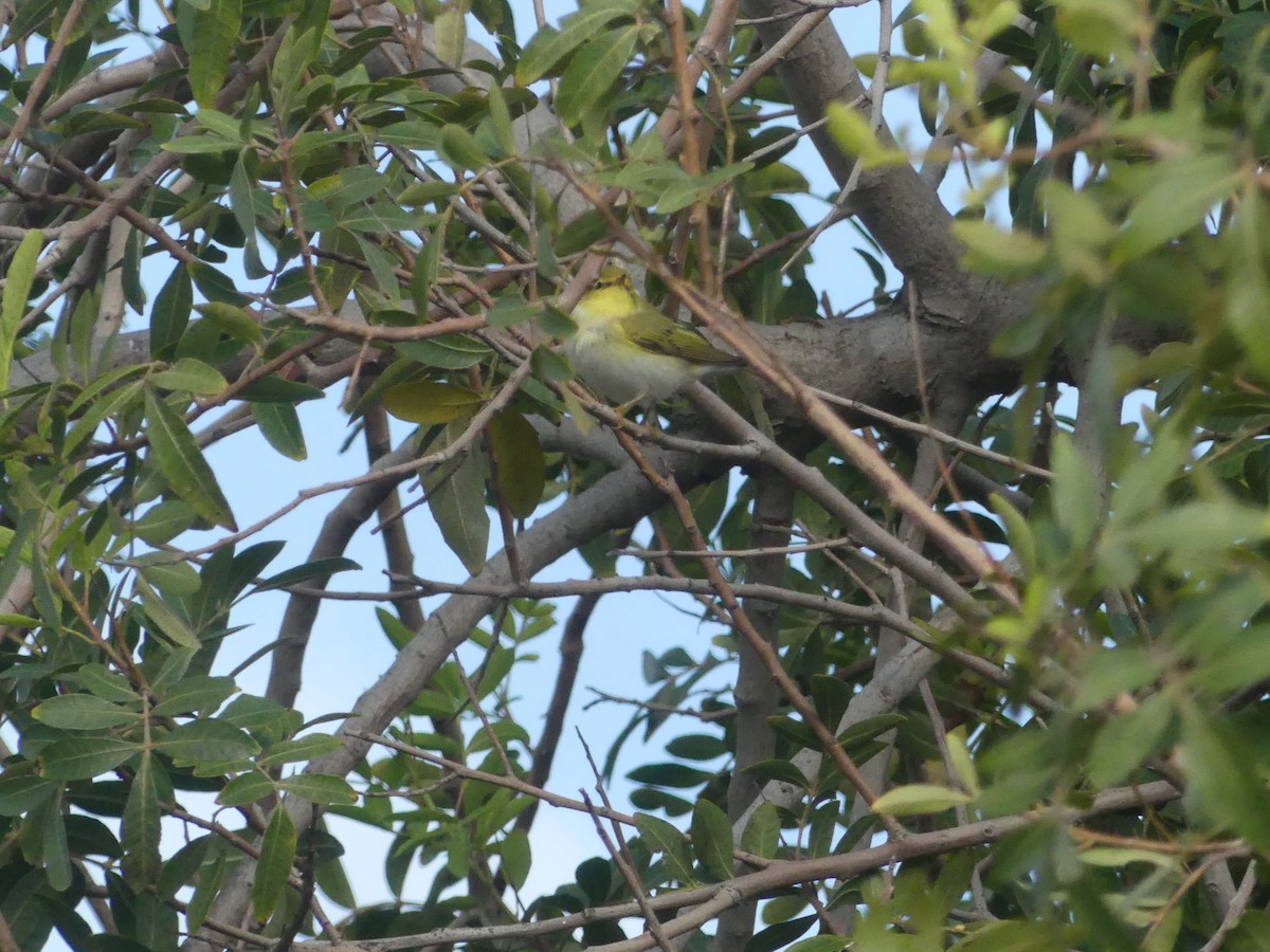 Wood Warbler - Juan Rodríguez Roa