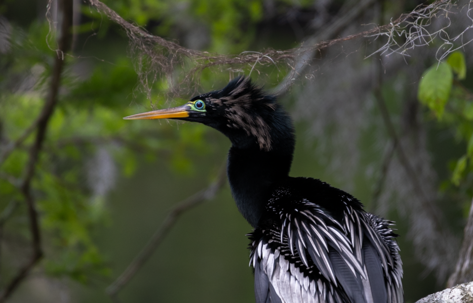 Anhinga d'Amérique - ML617724955