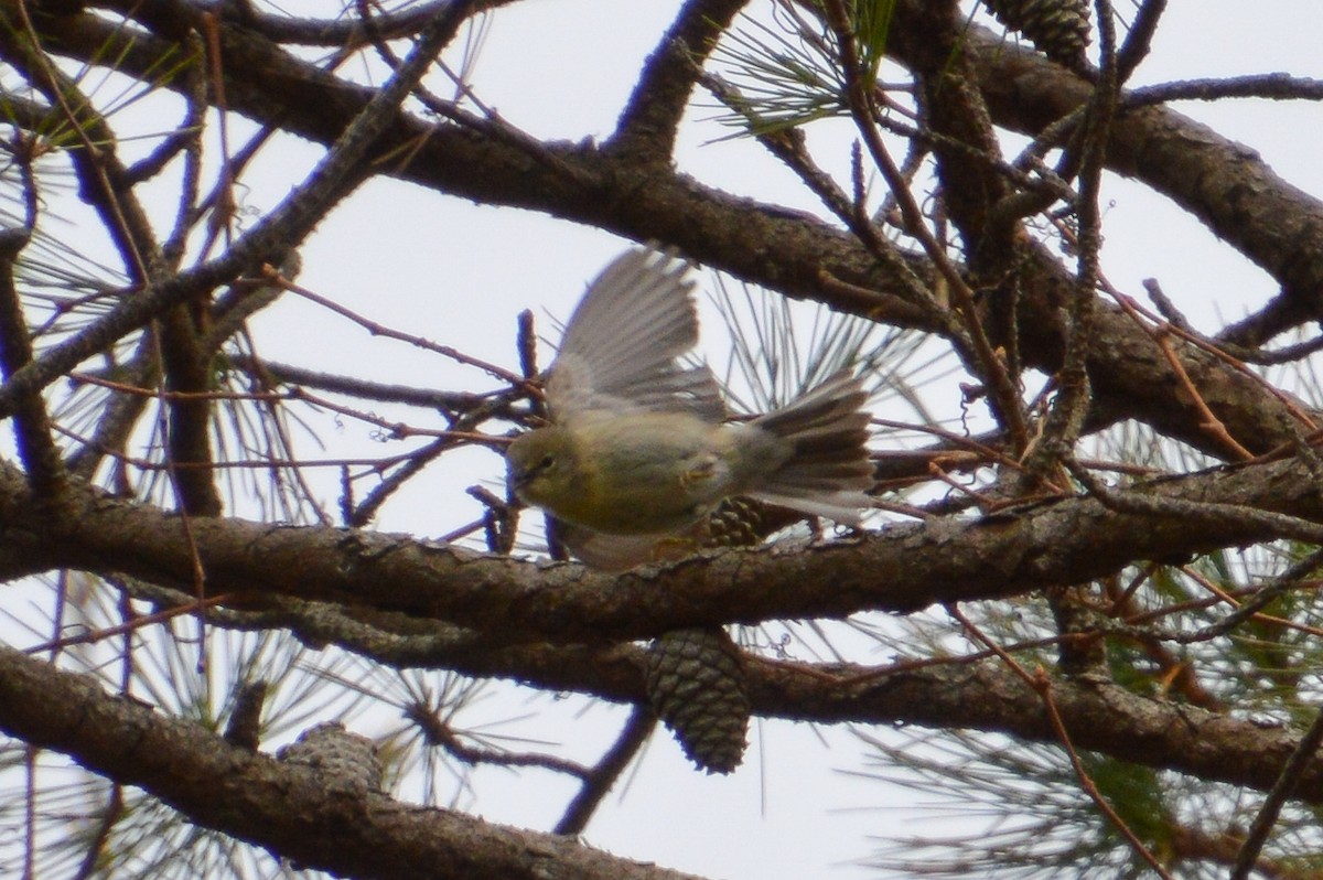 Pine Warbler - Nicholas Schomburg