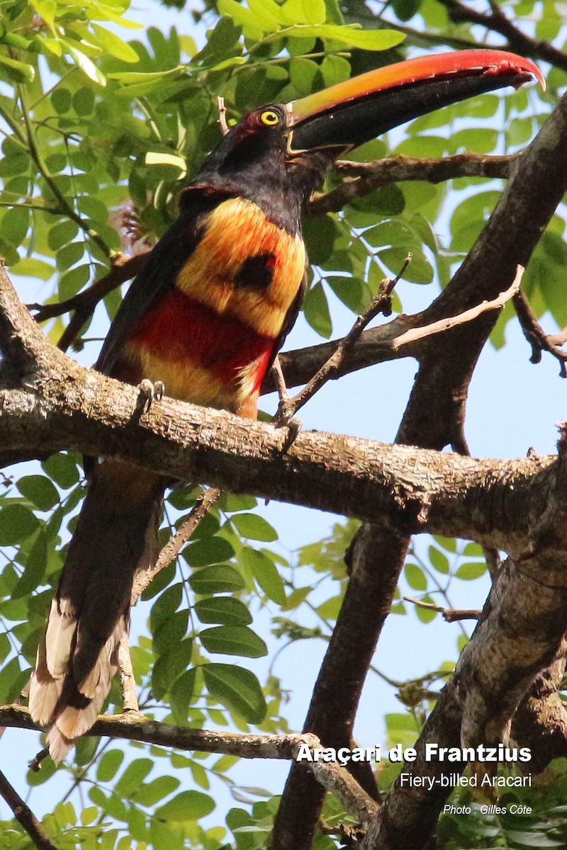 Fiery-billed Aracari - Gilles Côte