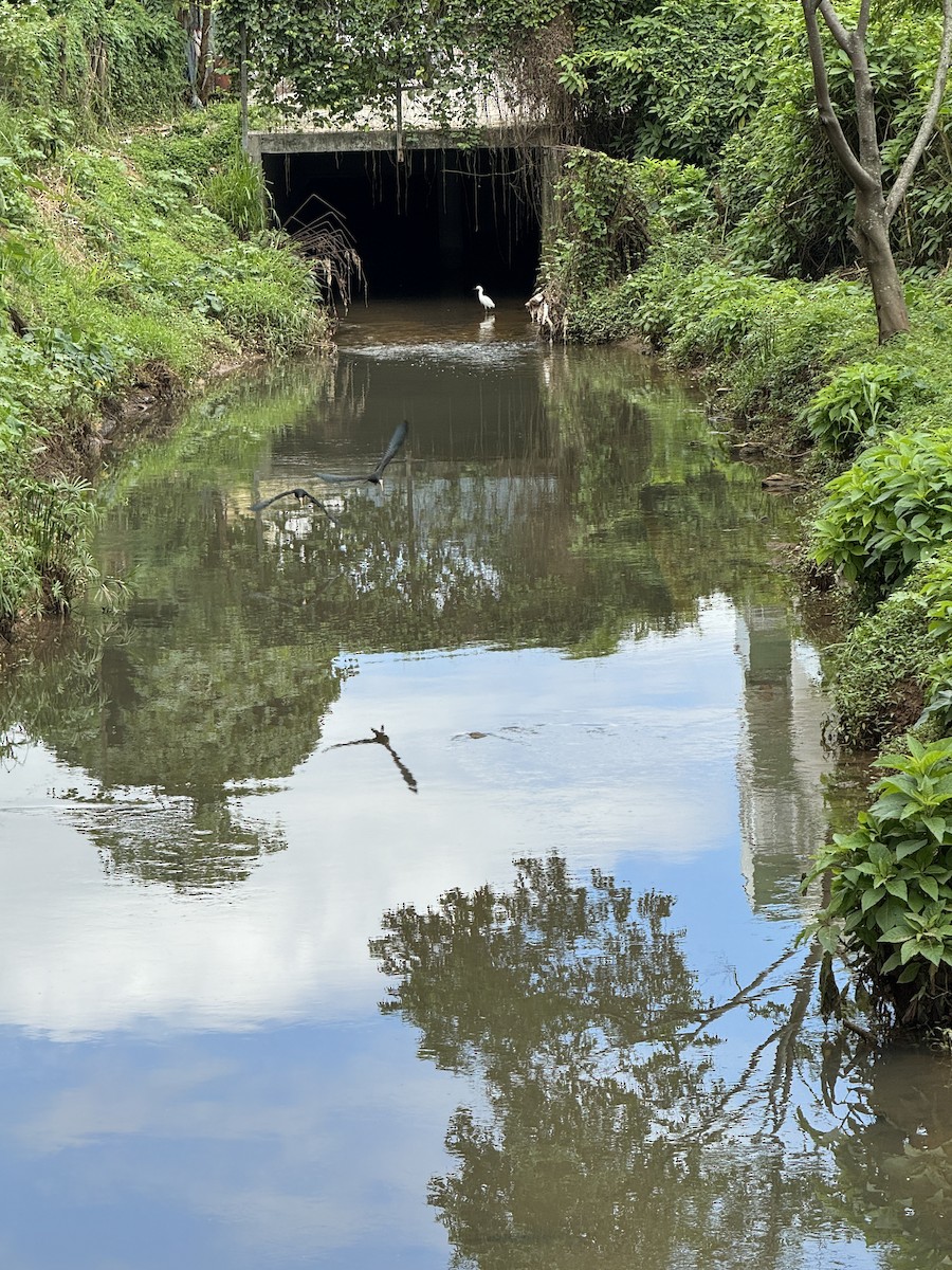 Great Egret - Clarisse Odebrecht