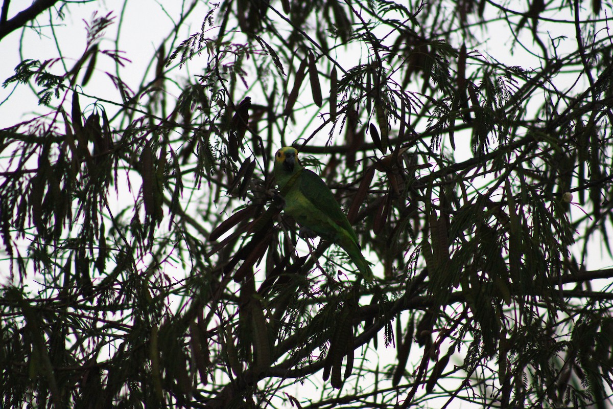 Turquoise-fronted Parrot - Daniel Nicodemo Donadio