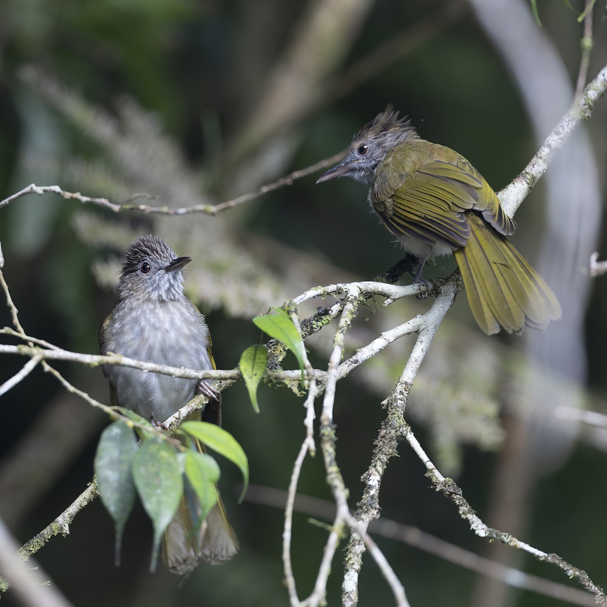 Mountain Bulbul - ML617725038