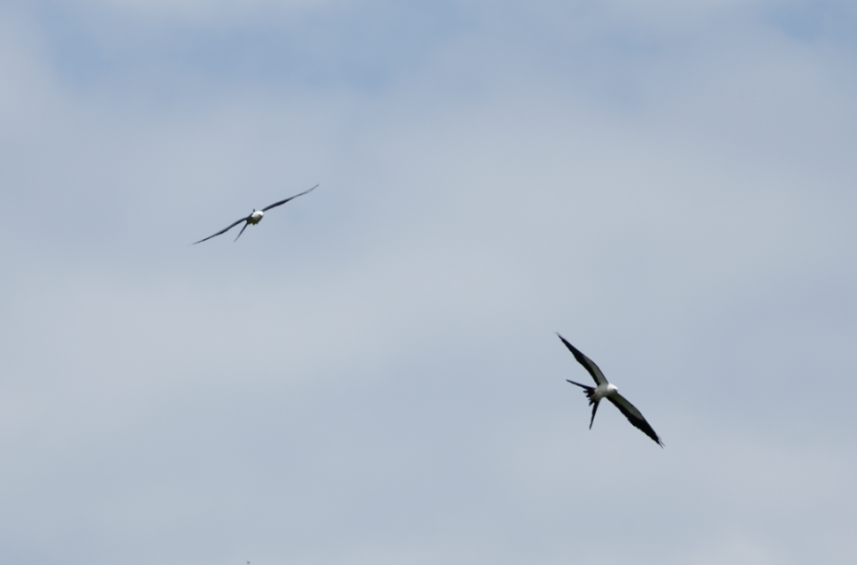 Swallow-tailed Kite - ML617725071