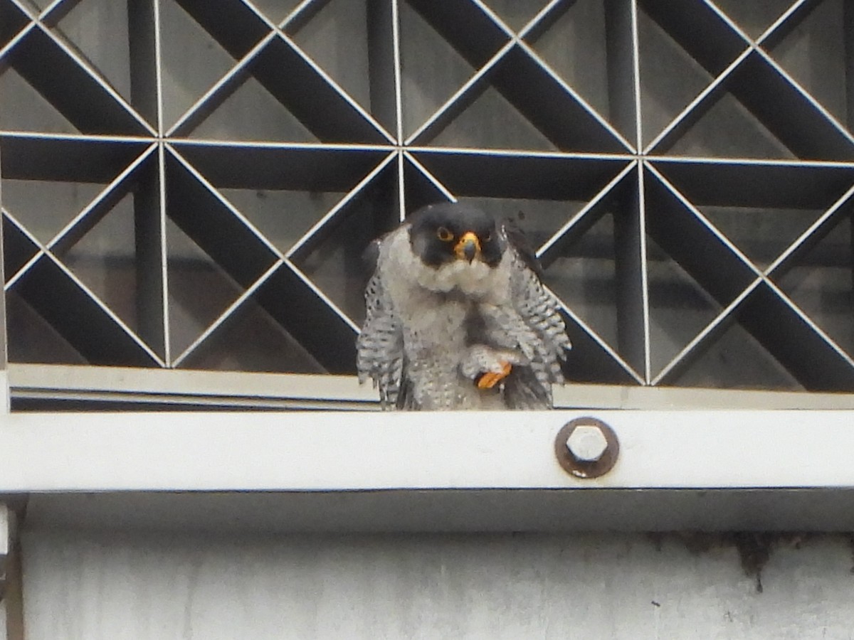 Peregrine Falcon - ML617725099