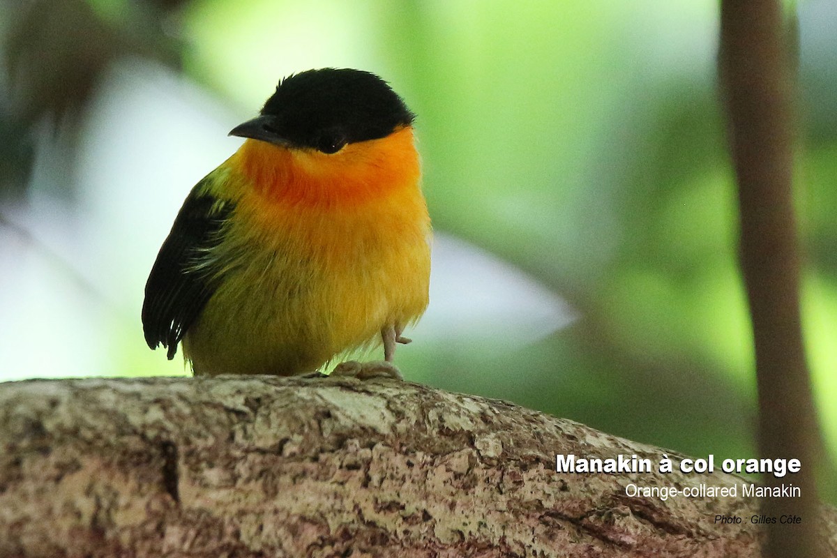 Orange-collared Manakin - ML617725116