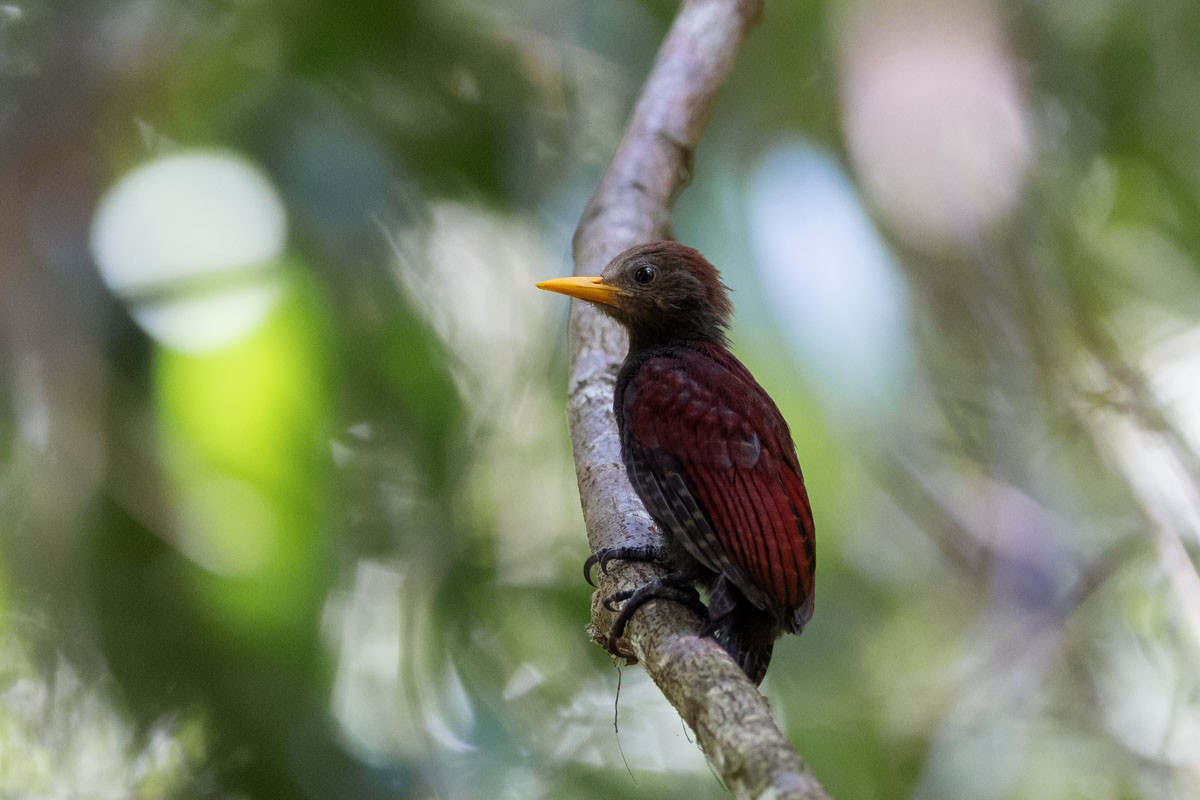 Maroon Woodpecker - ML617725131