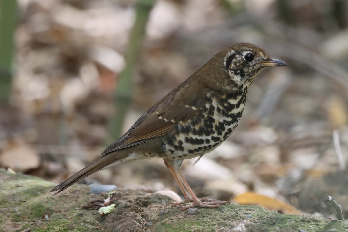 Chinese Thrush - ML617725132