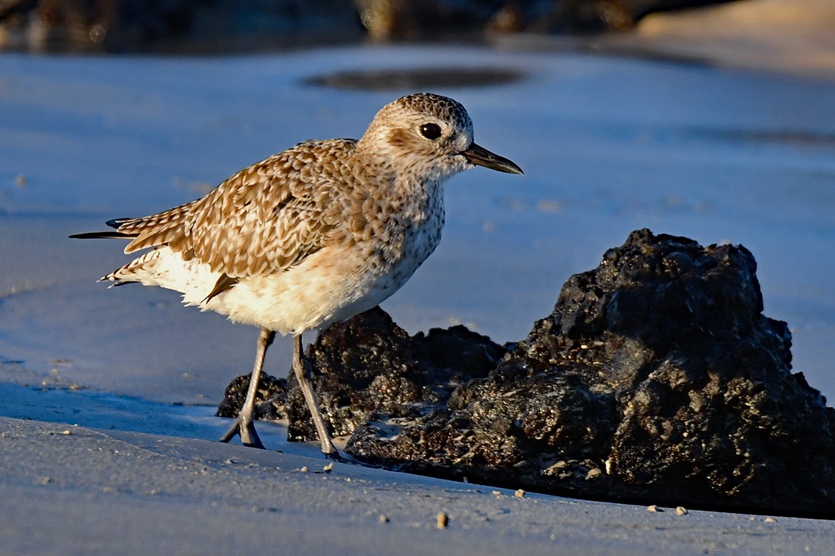 Black-bellied Plover - Guido Bennen