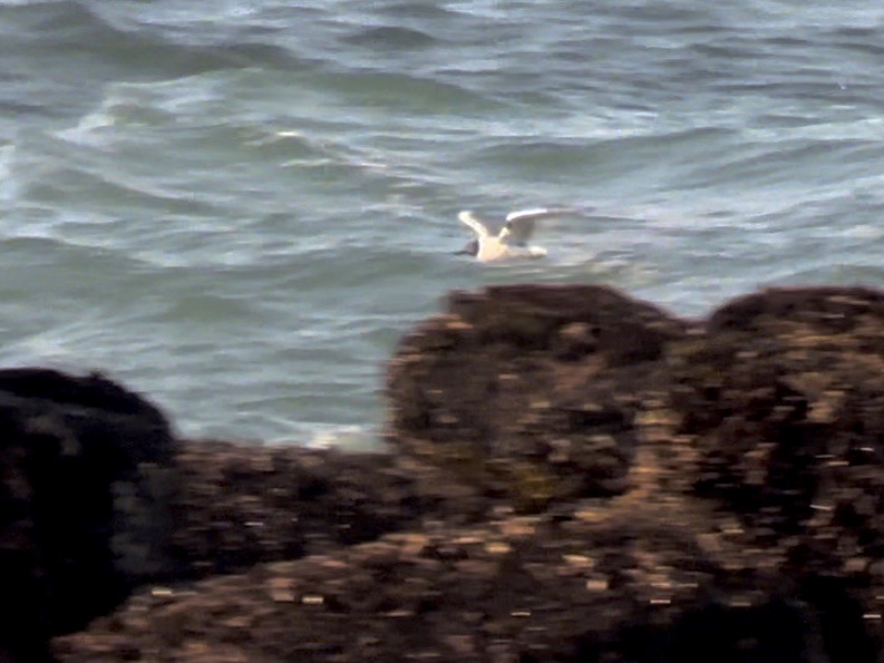 Mouette de Bonaparte - ML617725222