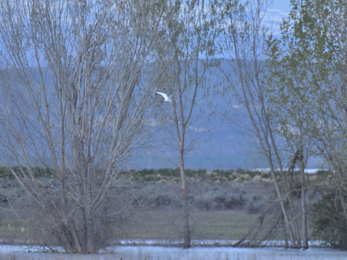 Great Egret - ML617725262