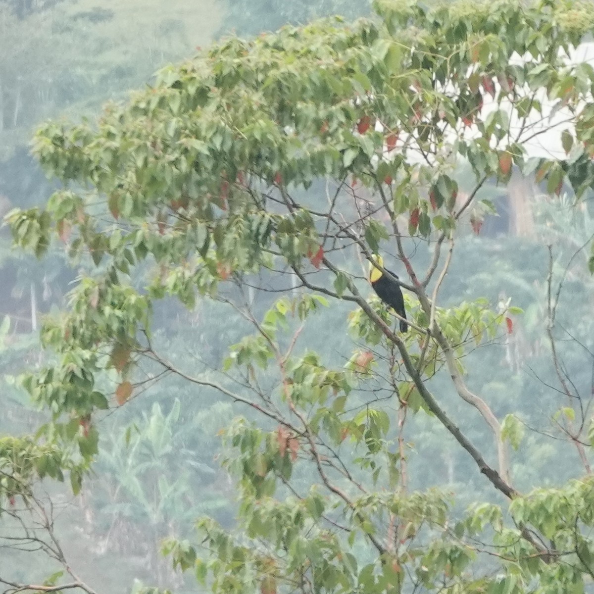 Keel-billed Toucan - ML617725280