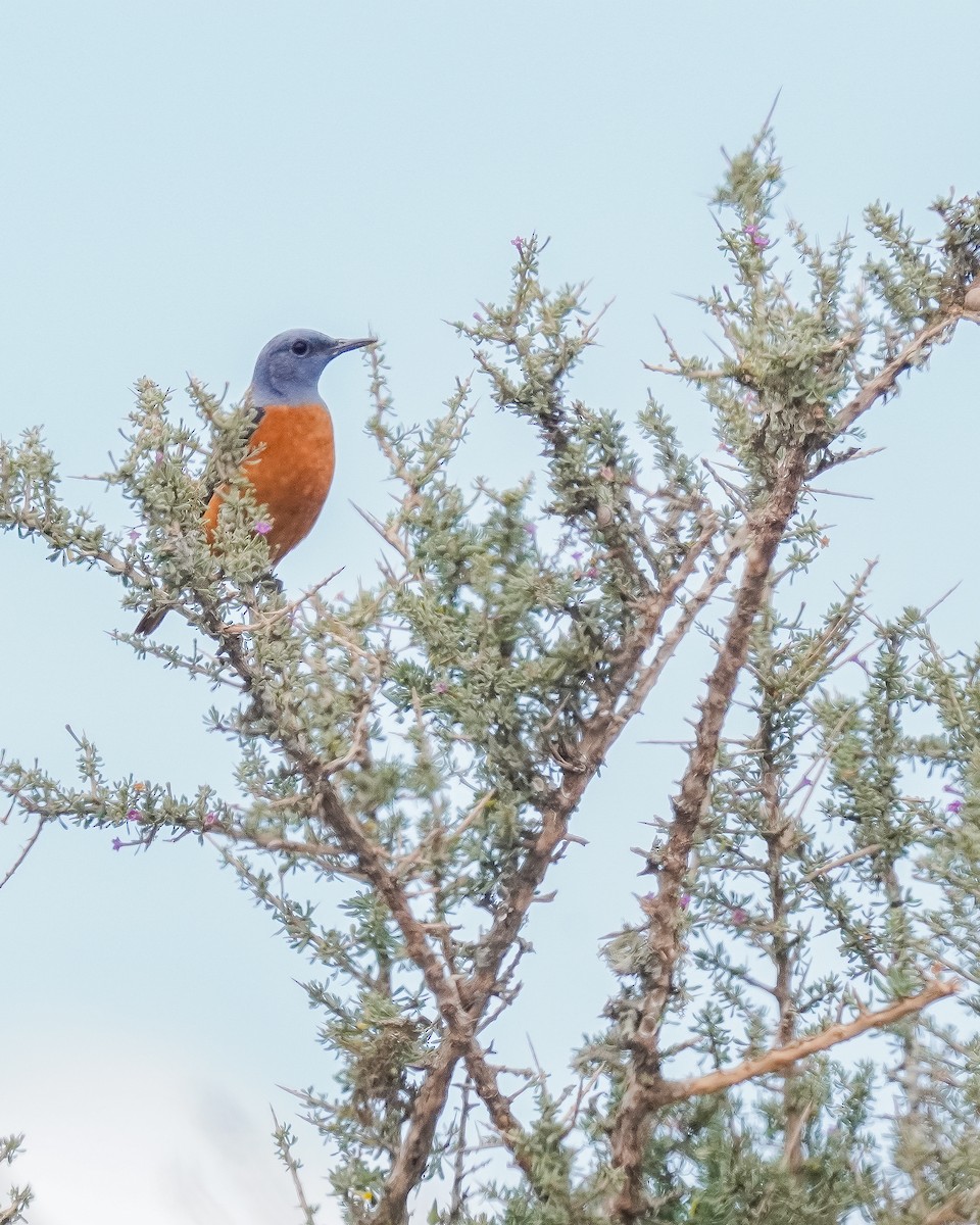 Steinrötel - ML617725336