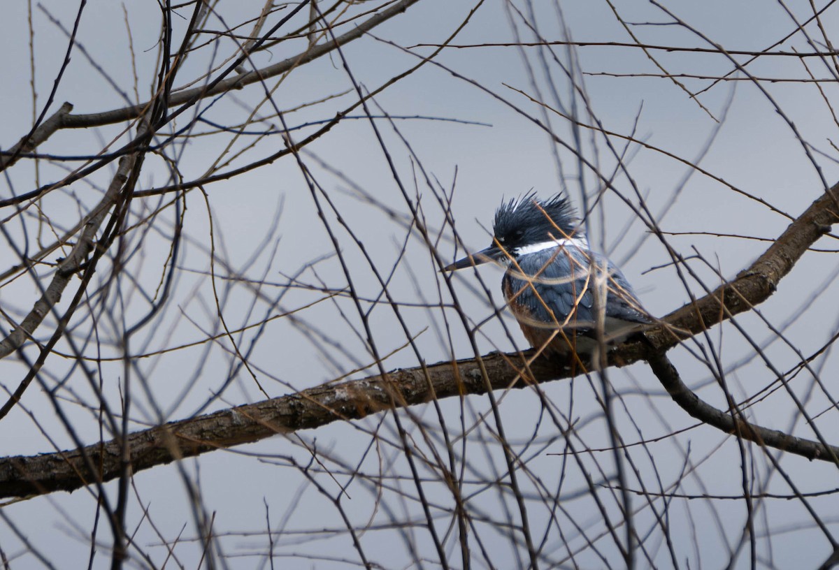Belted Kingfisher - ML617725363