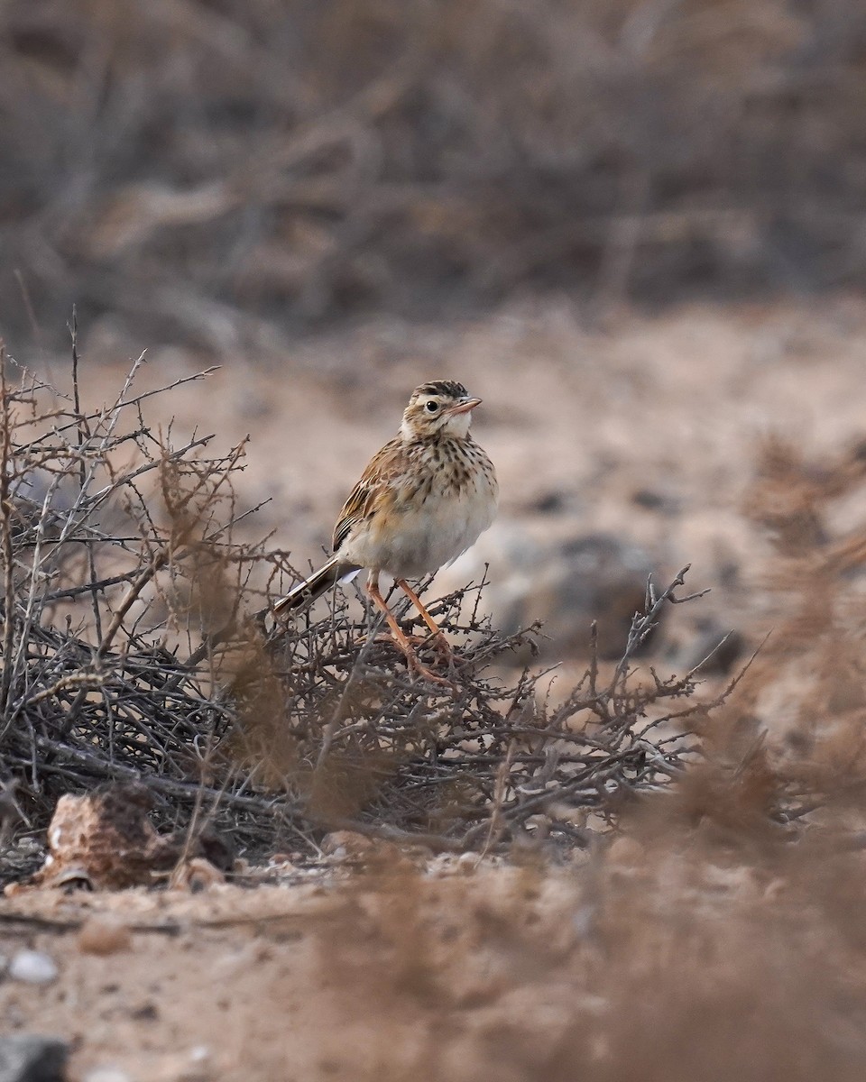 Spornpieper - ML617725385