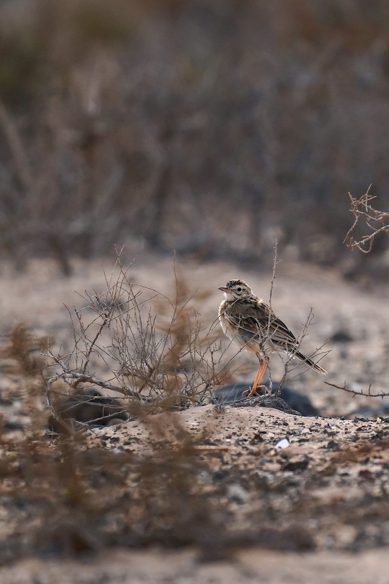 Spornpieper - ML617725386