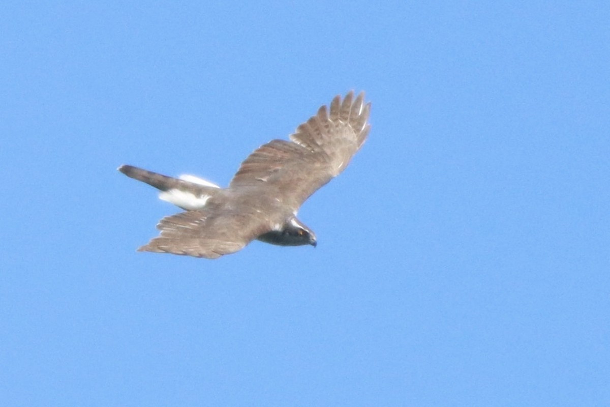 Eurasian Goshawk - ML617725419