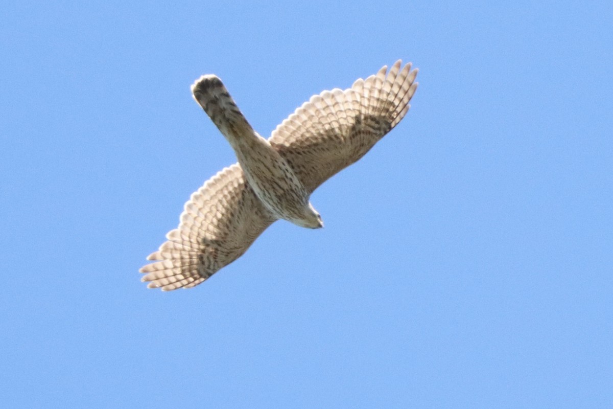 Eurasian Goshawk - Joseph Rowsome