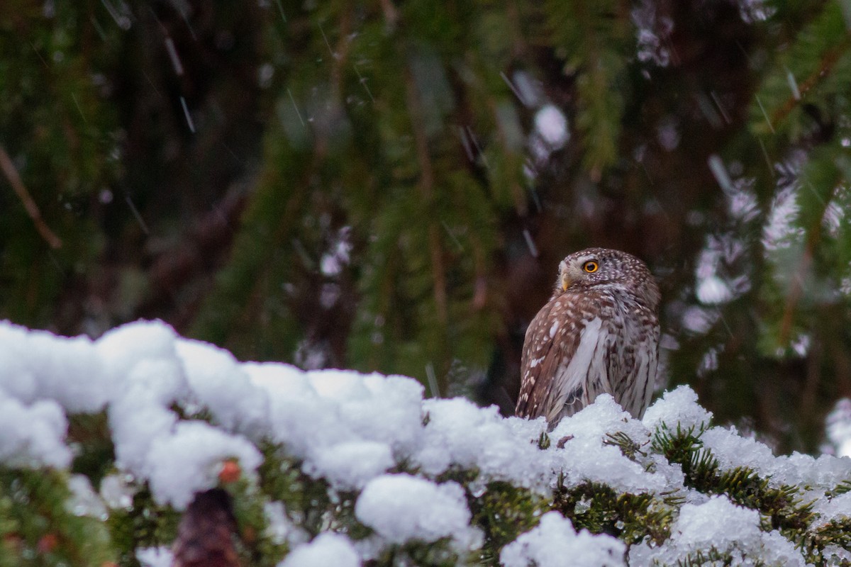 Eurasian Pygmy-Owl - ML617725426