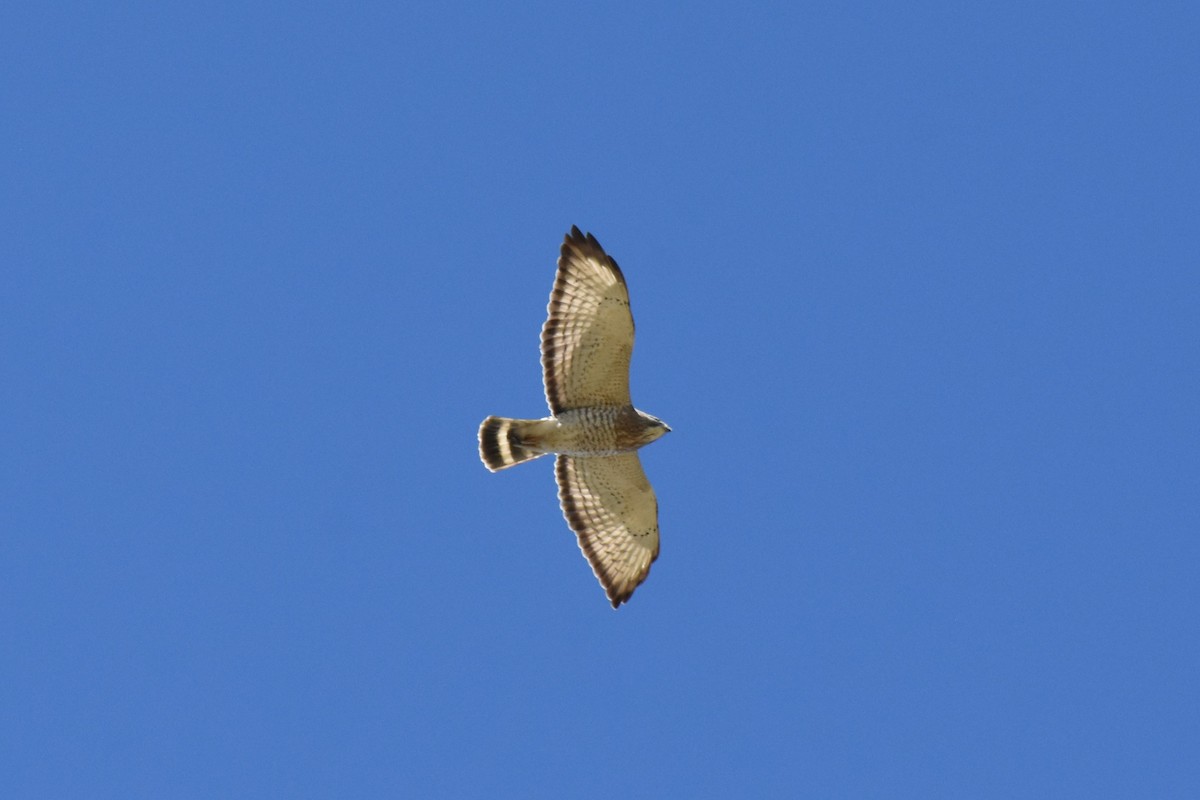 Broad-winged Hawk - ML617725458