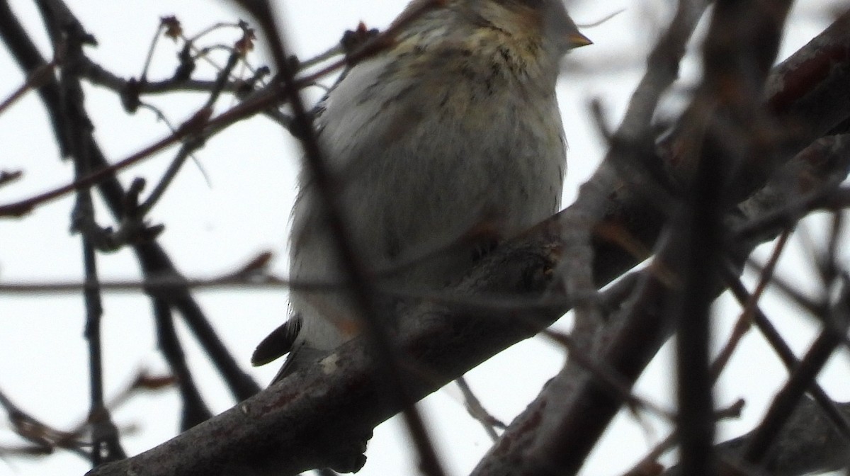 Hoary Redpoll - Morten Winther Dahl