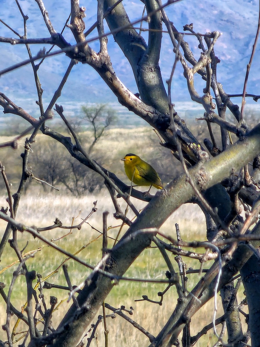 Wilson's Warbler - ML617725499