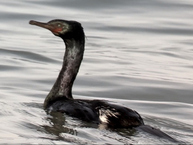 Pelagic Cormorant - ML617725520