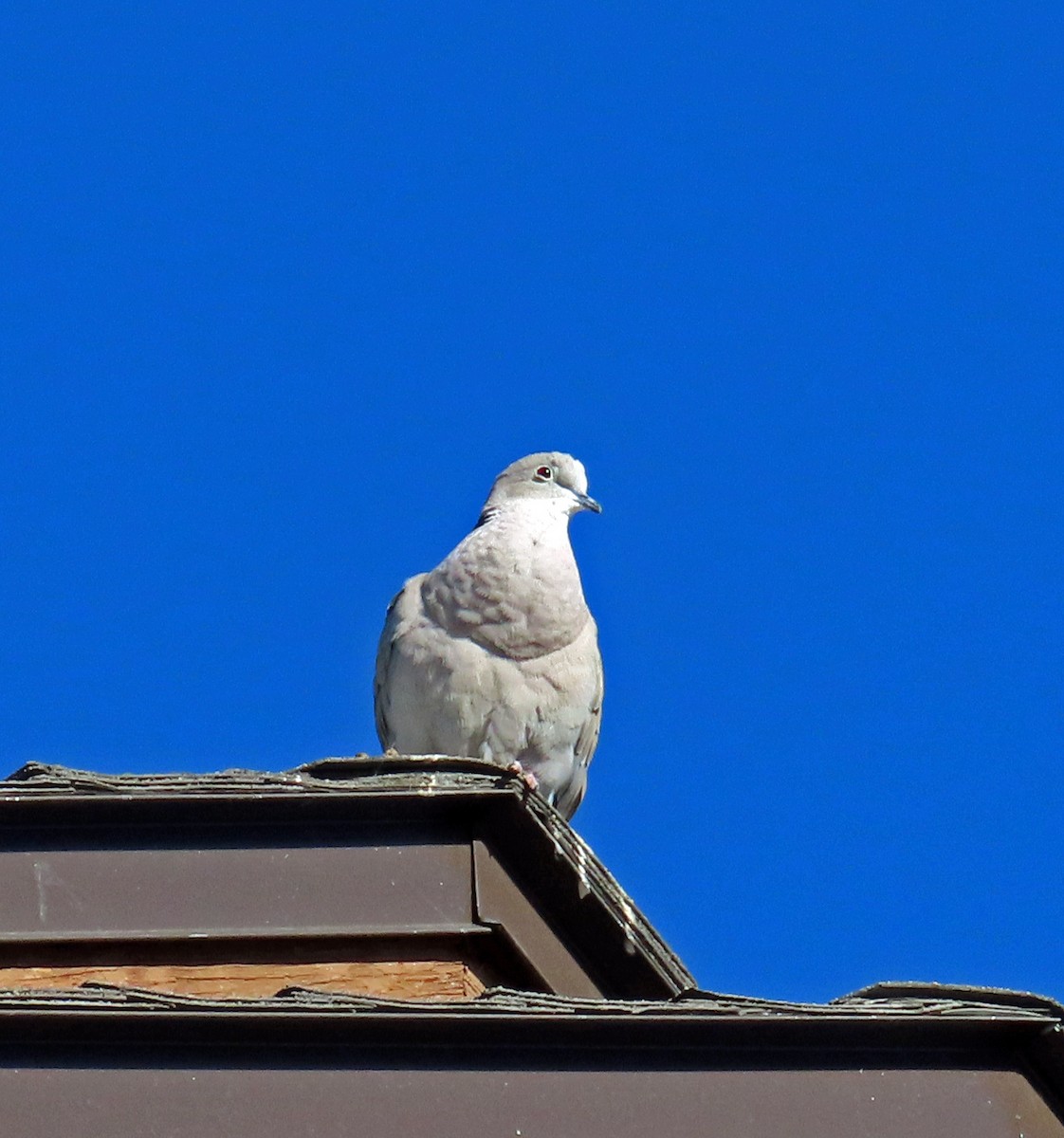 Eurasian Collared-Dove - JoAnn Potter Riggle 🦤