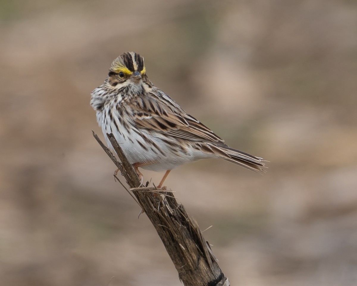 Savannah Sparrow - ML617725632