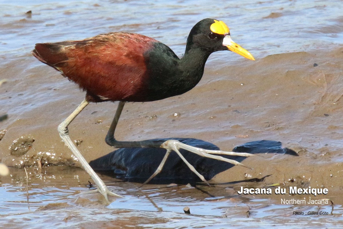 Northern Jacana - ML617725635