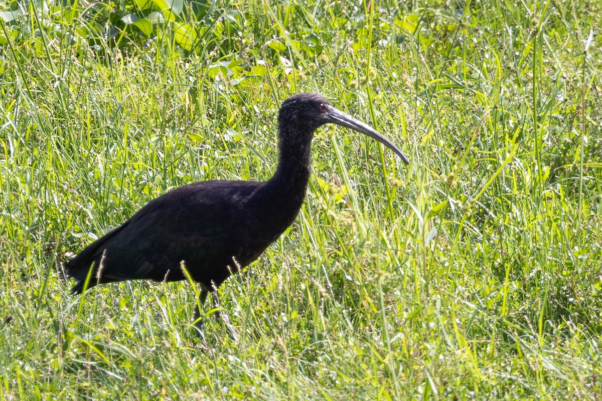 ibis andský - ML617725638