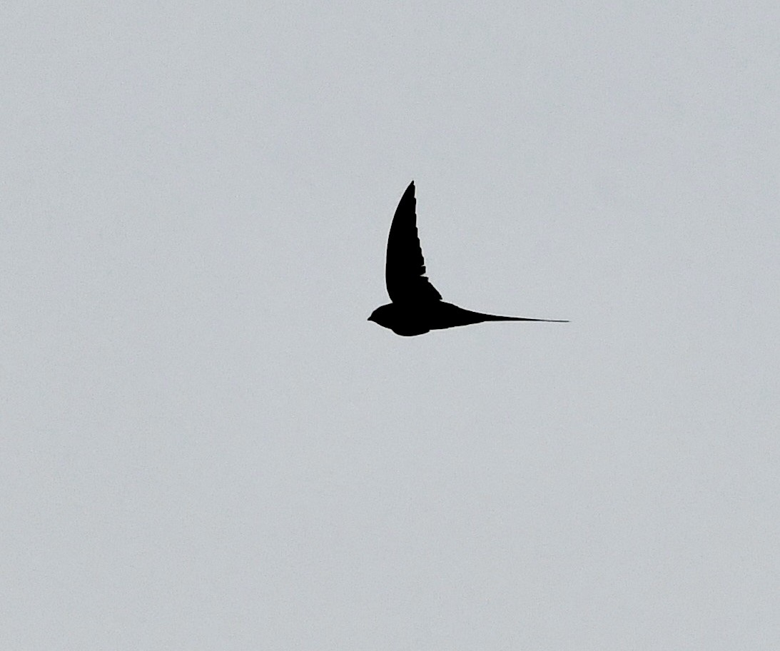 African Palm Swift - Michaela Figari