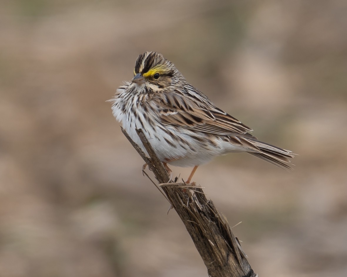 Savannah Sparrow - Thomas Judd