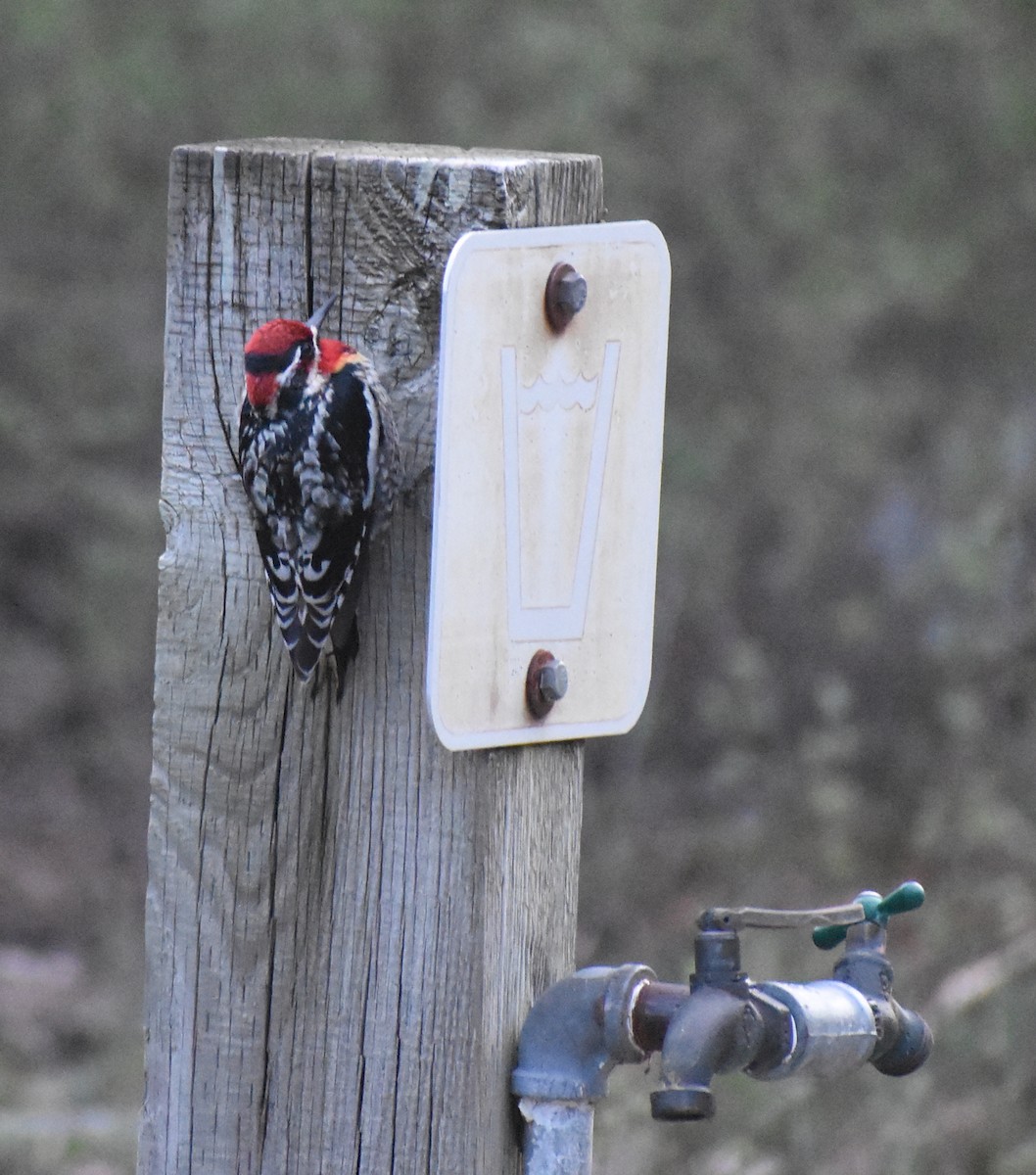 Red-naped Sapsucker - ML617725653