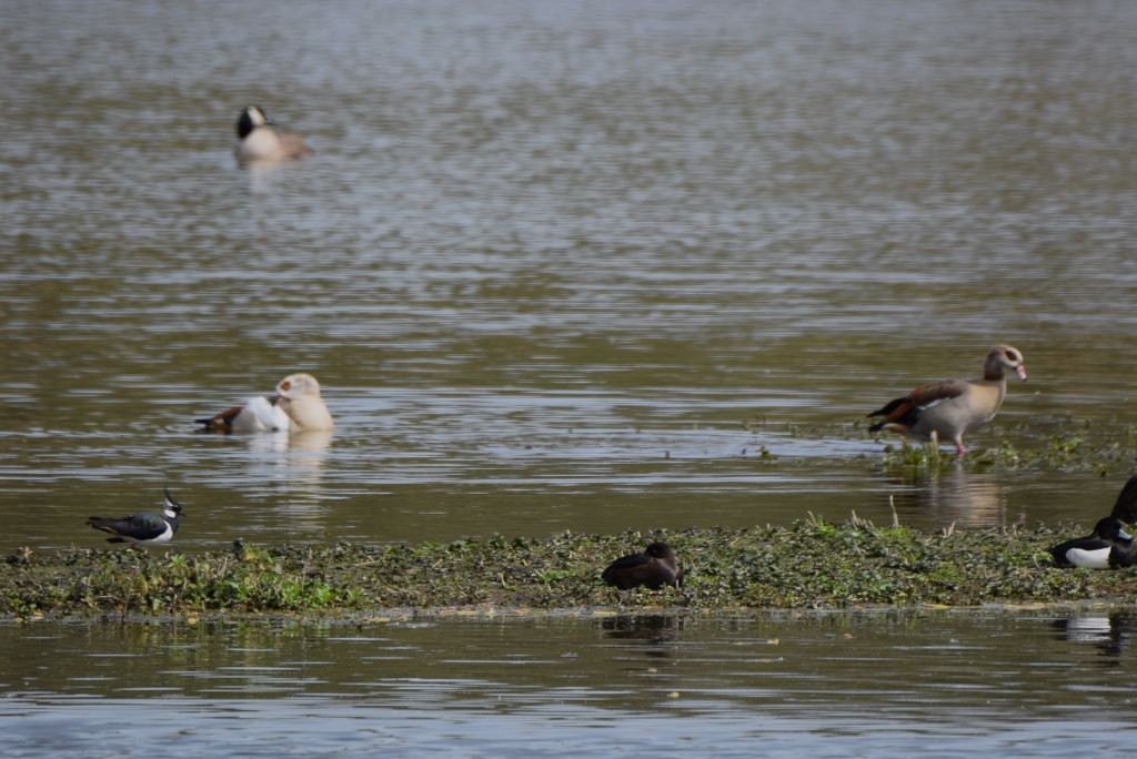 Egyptian Goose - Nick Layt