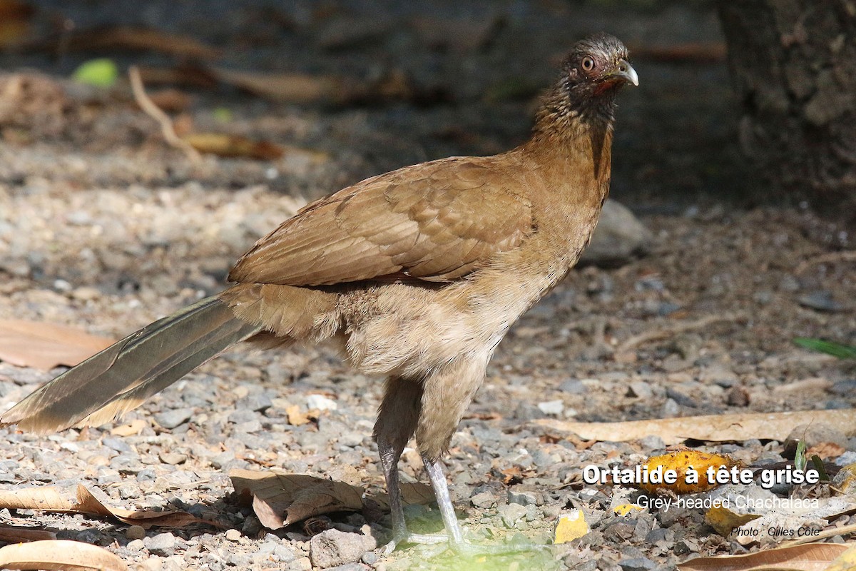 Gray-headed Chachalaca - ML617725722