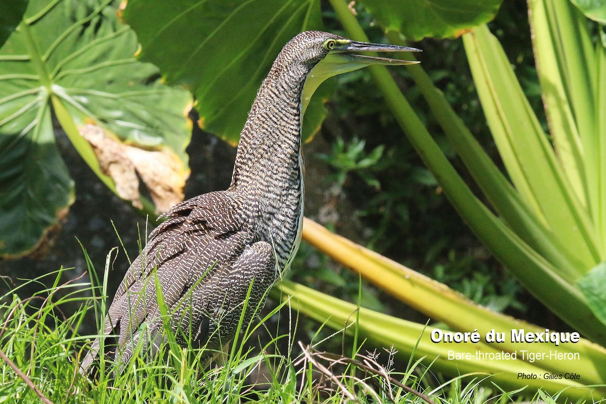 Bare-throated Tiger-Heron - ML617725734