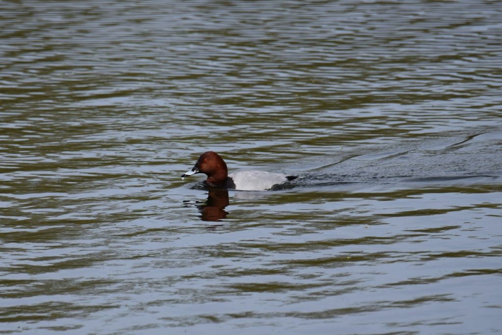 Common Pochard - Nick Layt