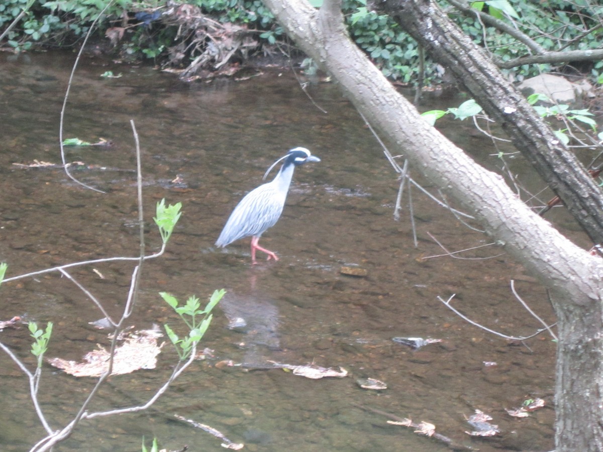 Yellow-crowned Night Heron - ML617725753