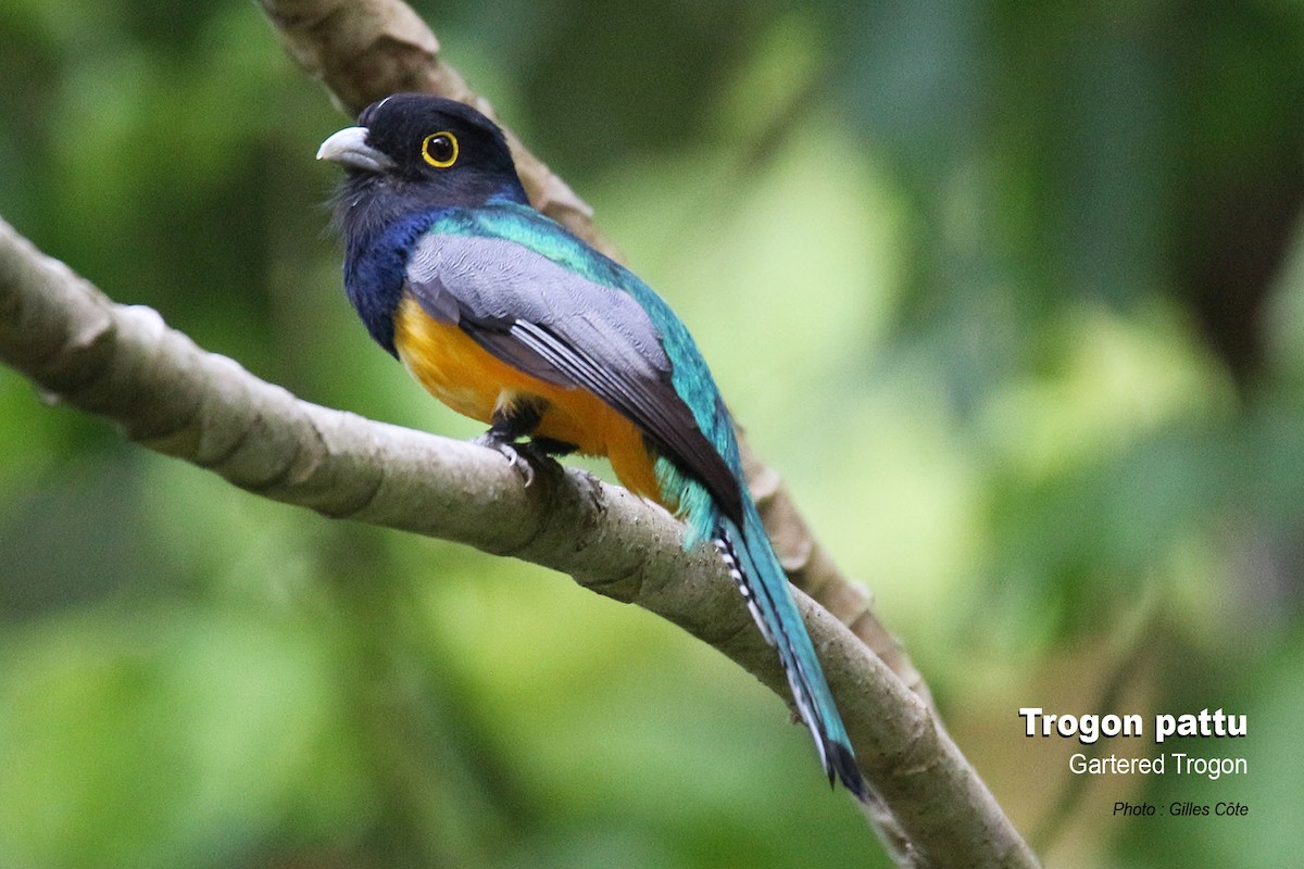 Trogon pattu - ML617725755