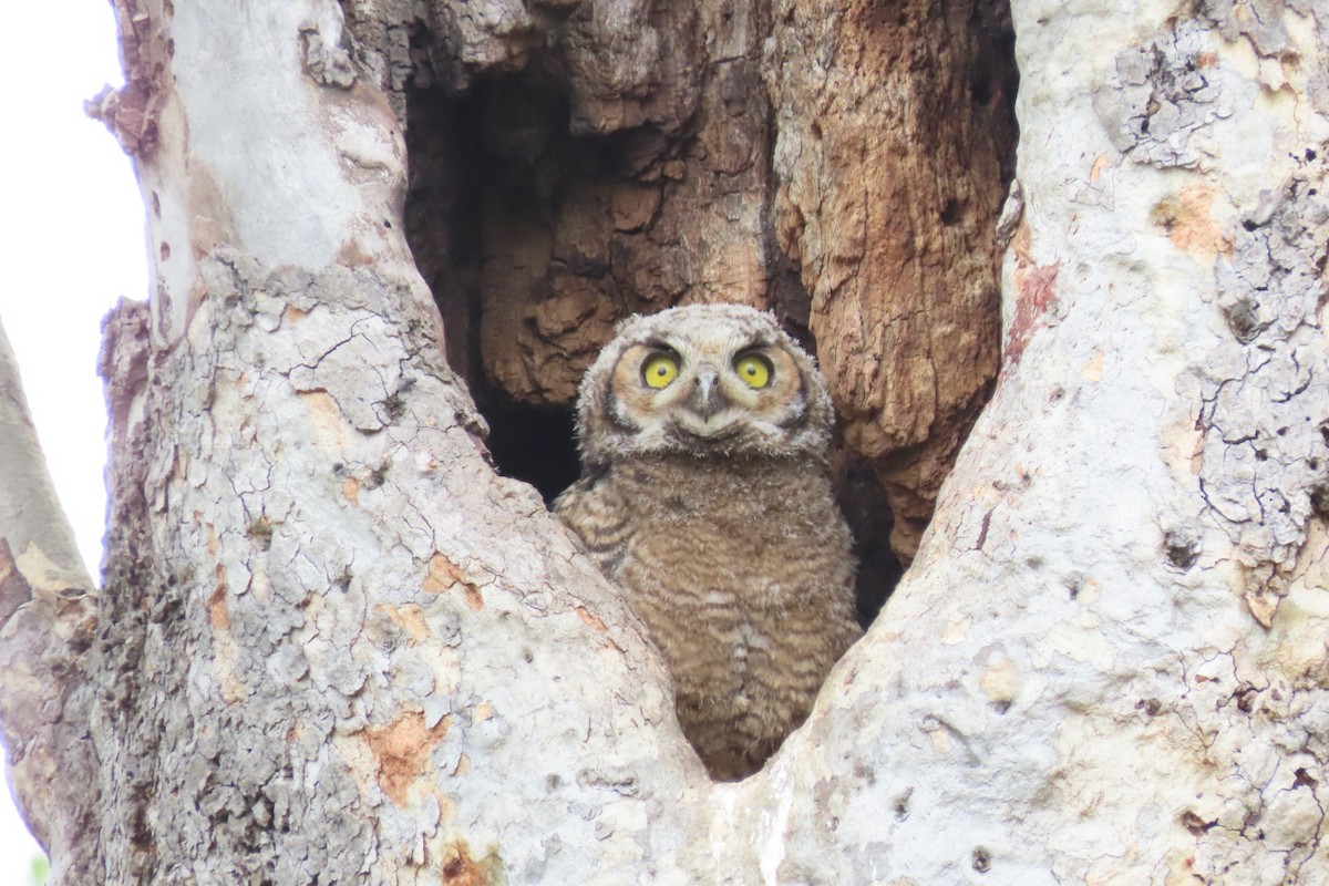 Great Horned Owl - Rita Phillips