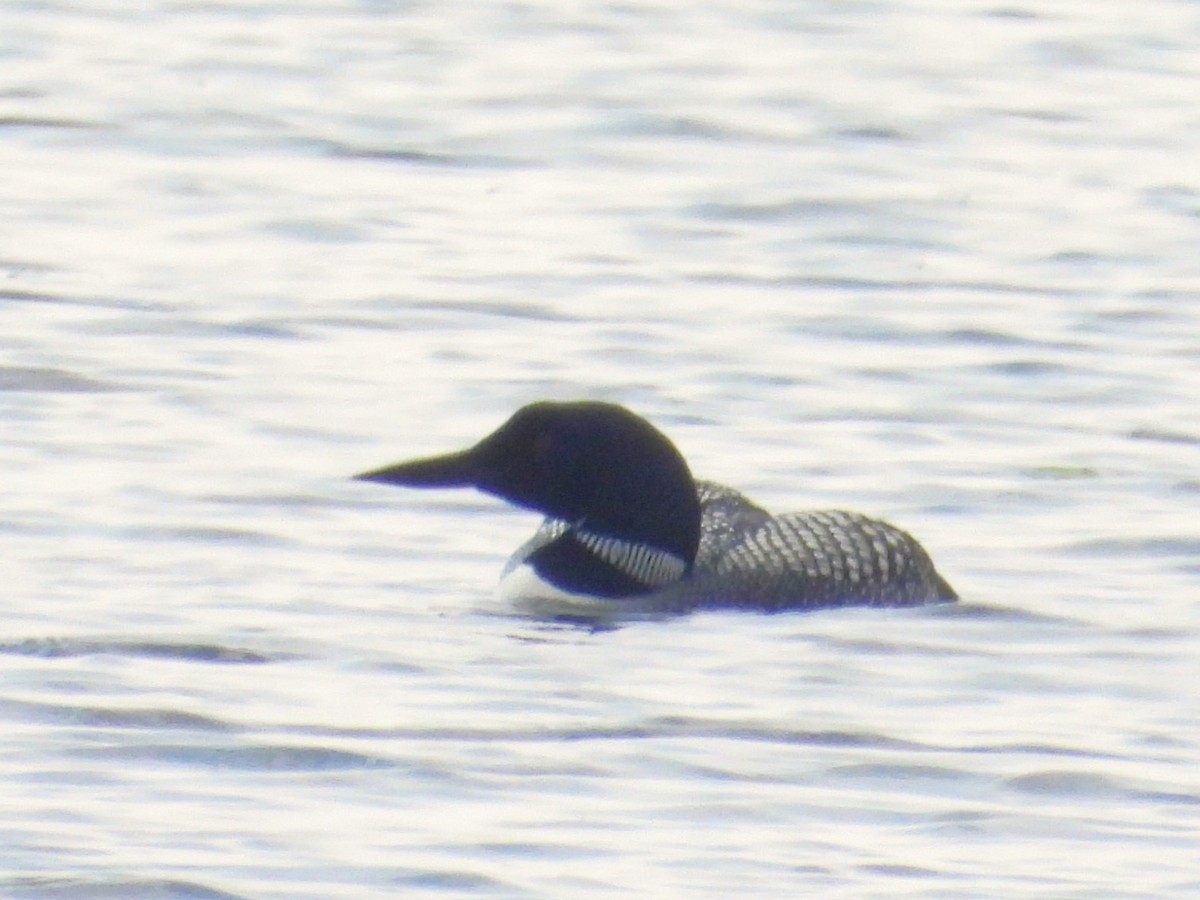 Common Loon - ML617725761