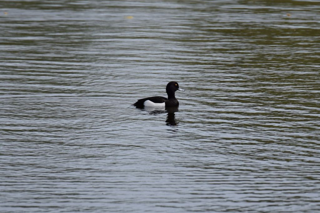 Tufted Duck - Nick Layt
