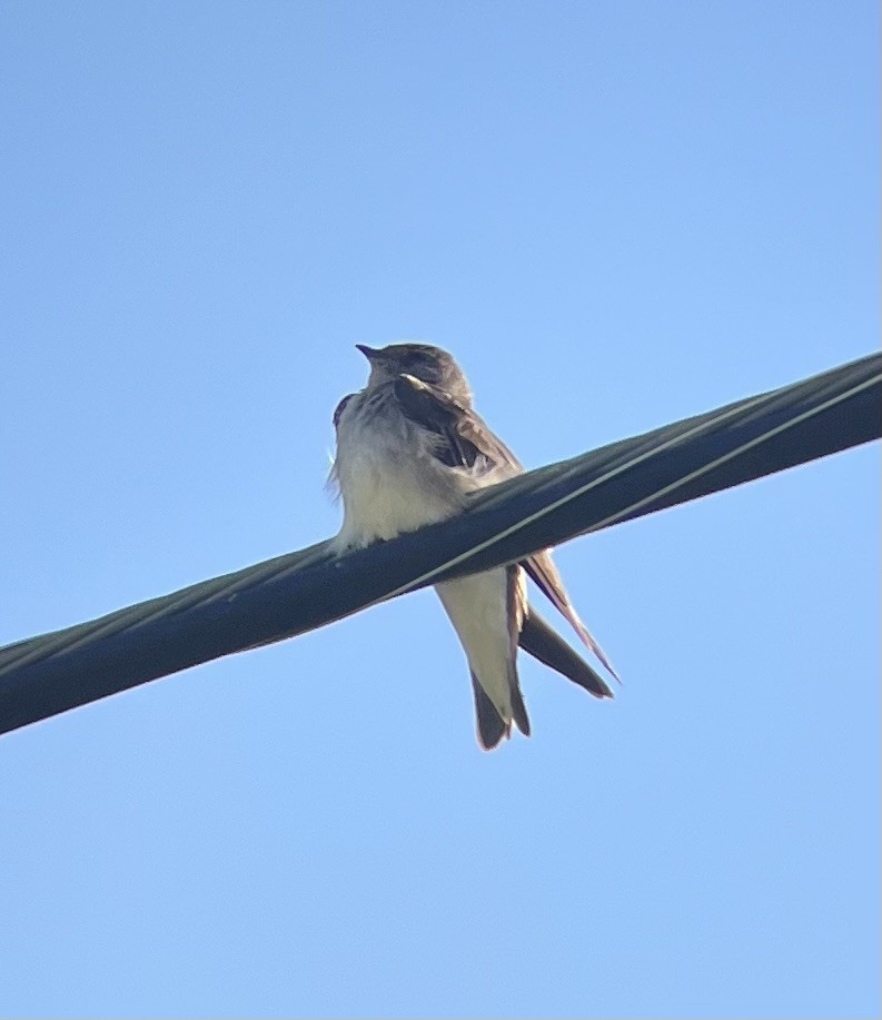 Northern Rough-winged Swallow - ML617725785