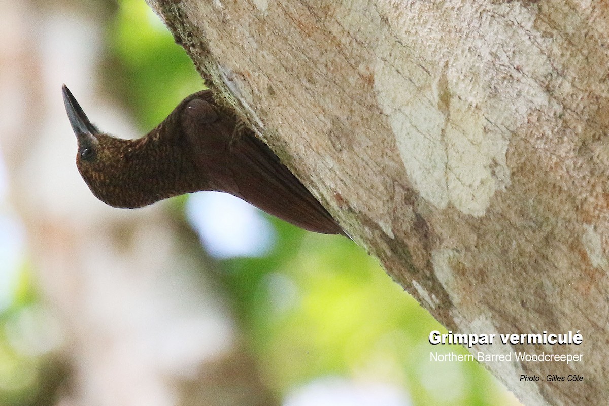 Northern Barred-Woodcreeper - ML617725815